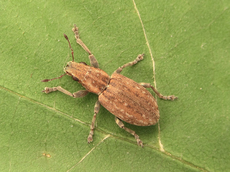 Curculionidae biondo: Polydrusus (?) - No. Sitona lepidus